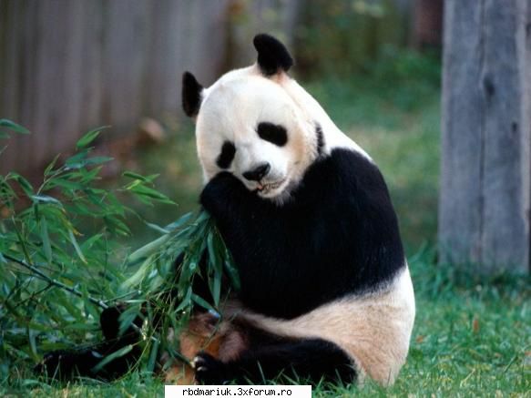 panda poze k