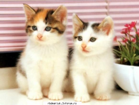 poze k animale:X:X:X - mariuk_airam_nice - Poze