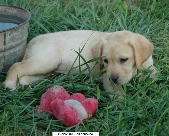 poze k animale:X:X:X - mariuk_airam_nice - Poze