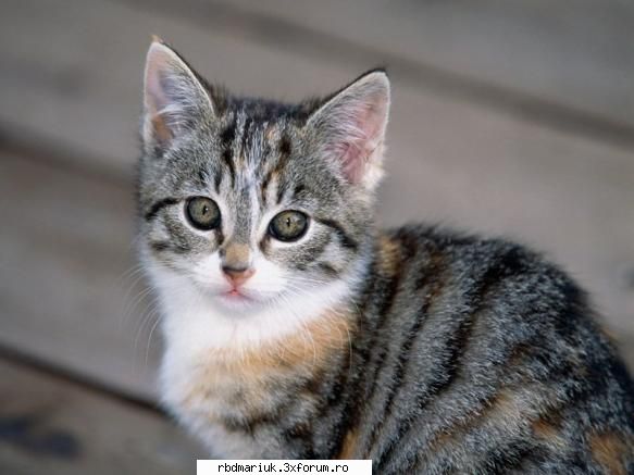 poze k animale:X:X:X - mariuk_airam_nice - Poze