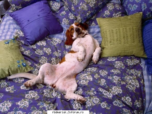 poze k animale:X:X:X - mariuk_airam_nice - Poze