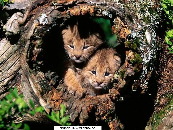 poze k animale:X:X:X - mariuk_airam_nice - Poze