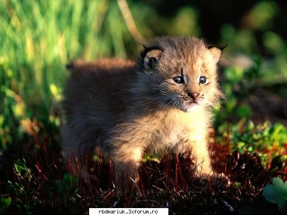 poze k animale:X:X:X - vreau sy eu o pisikutza d'astha.... (vreau sa zik - Poze