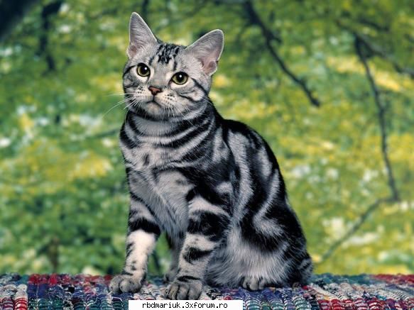 poze k animale:X:X:X - kred k sa uitha la o pasarika s'o mestece - Poze