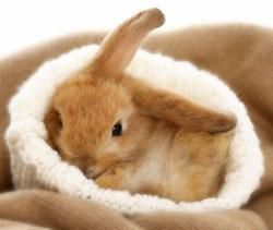 poze k animale:X:X:X - am shy eu 2 iepurashyyy...sunth albi k ochii - Poze