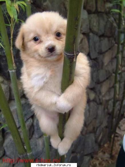 poze k animale:X:X:X - puppy aproape krets - Poze
