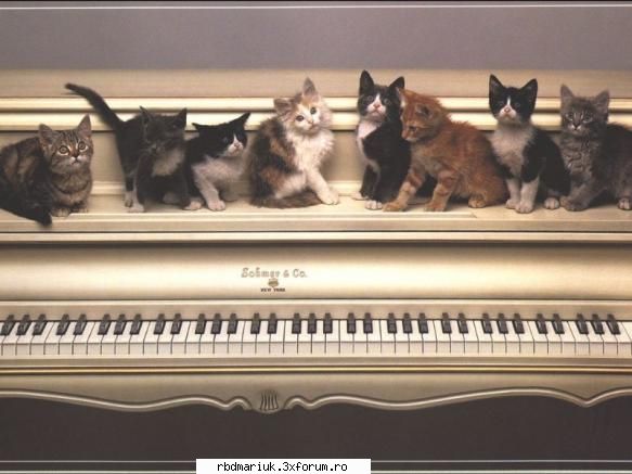 poze k animale:X:X:X - kathe pisiccciii... sunth mai putsine dkath am av - Poze