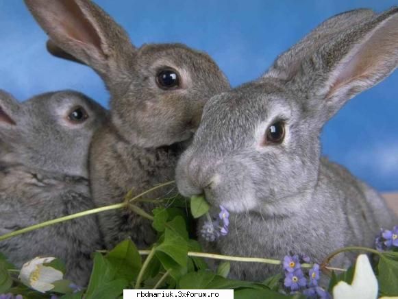 poze k animale:X:X:X - mariuk_airam_nice - Poze