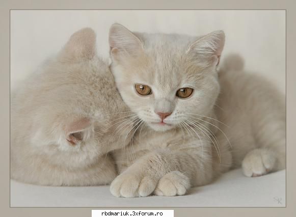 poze k animale:X:X:X - mariuk_airam_nice - Poze