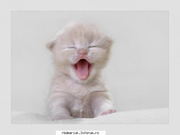 poze k animale:X:X:X - mariuk_airam_nice - Poze