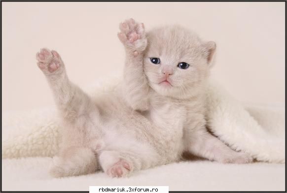 poze k animale:X:X:X - aaa!!ajuthor!!kad!!! - Poze