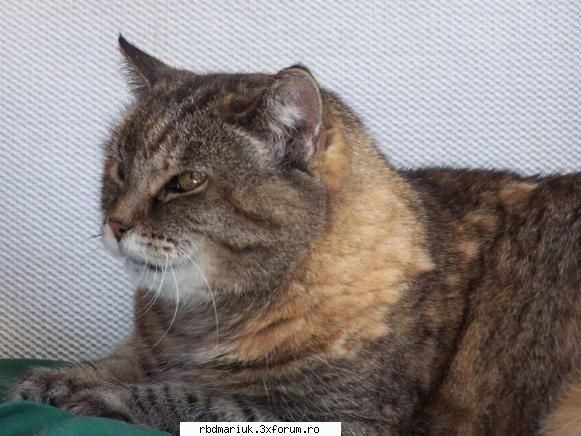poze k animale:X:X:X - pissy mea... am glumith!!!:P:P eu am unele shy - Poze