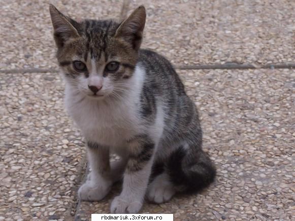 poze k animale:X:X:X - cva d genu' s'ale mele - Poze