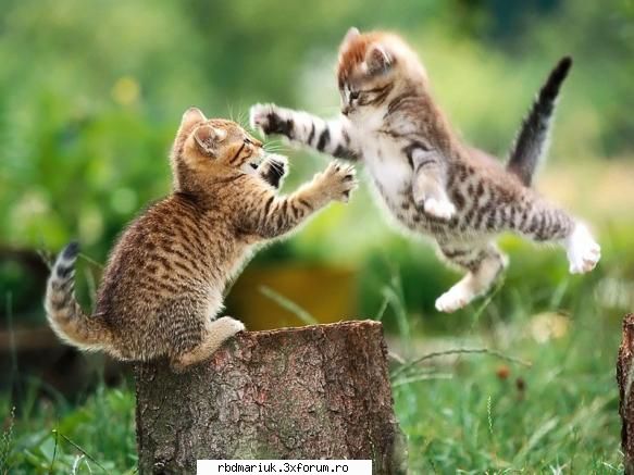 poze k animale:X:X:X - miau!!e al meu soarecele!:x - Poze