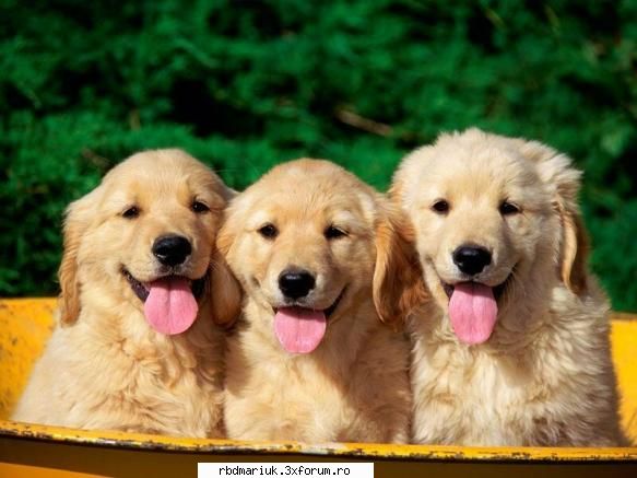 poze k animale:X:X:X - mariuk_airam_nice - Poze