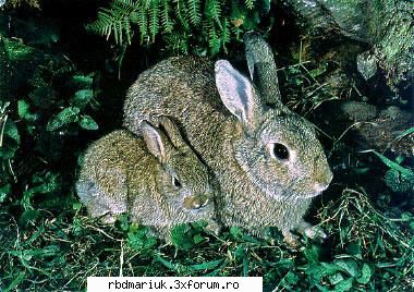 poze k animale:X:X:X - 2 iepuri..mi s pare k is d kamp - Poze
