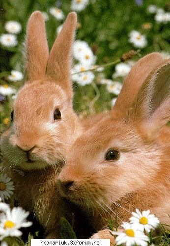 poze k animale:X:X:X - mariuk_airam_nice - Poze